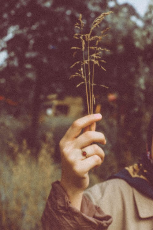 Fotobanka s bezplatnými fotkami na tému držanie, ruka, tráva