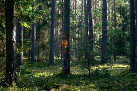 A serene sunlit forest scene featuring tall pine trees and lush greenery.