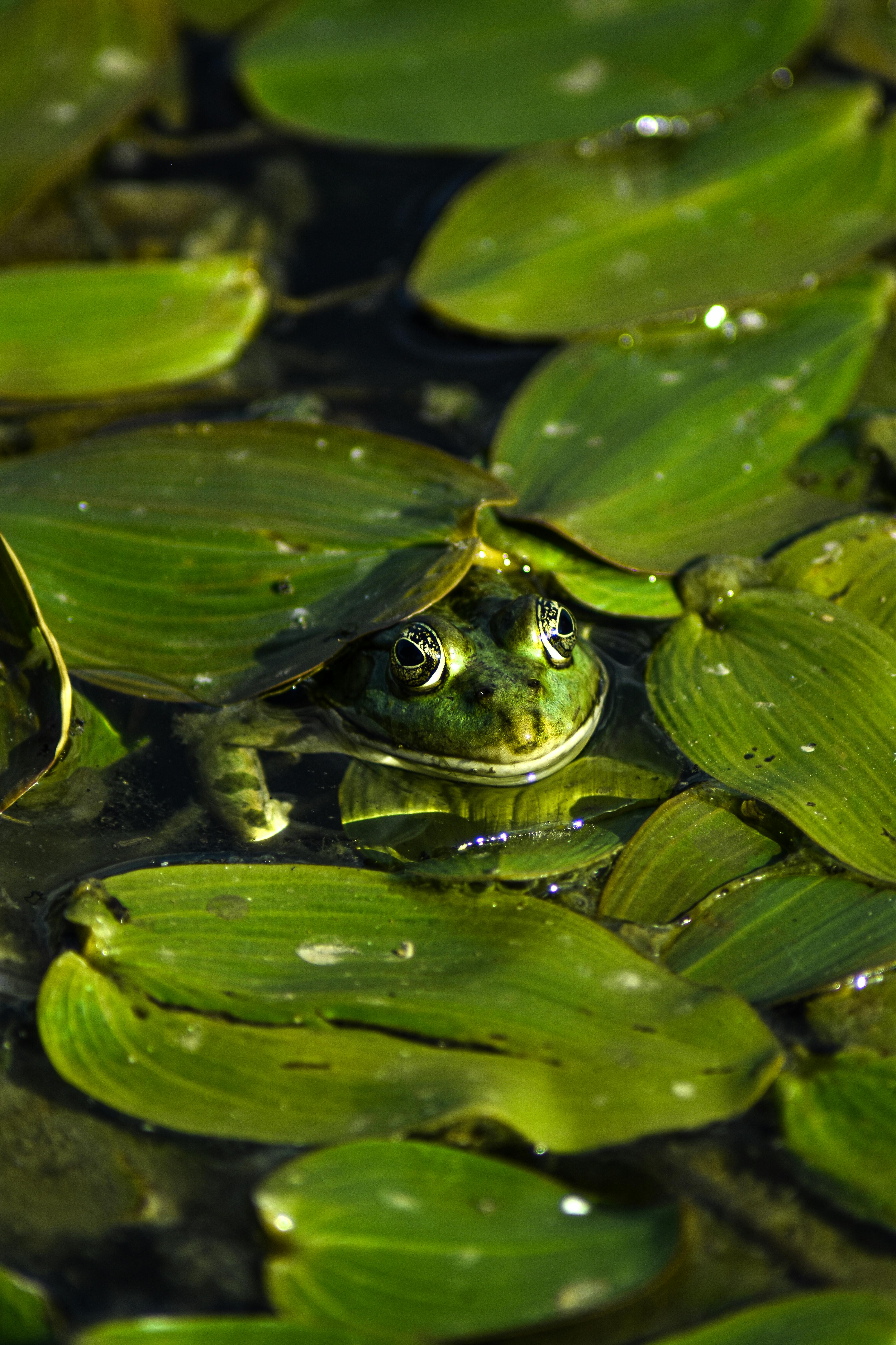 Frog Under Green Leaves · Free Stock Photo