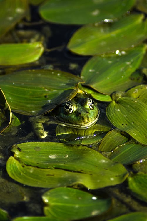 Gratuit Photos gratuites de amphibien, animal, fermer Photos
