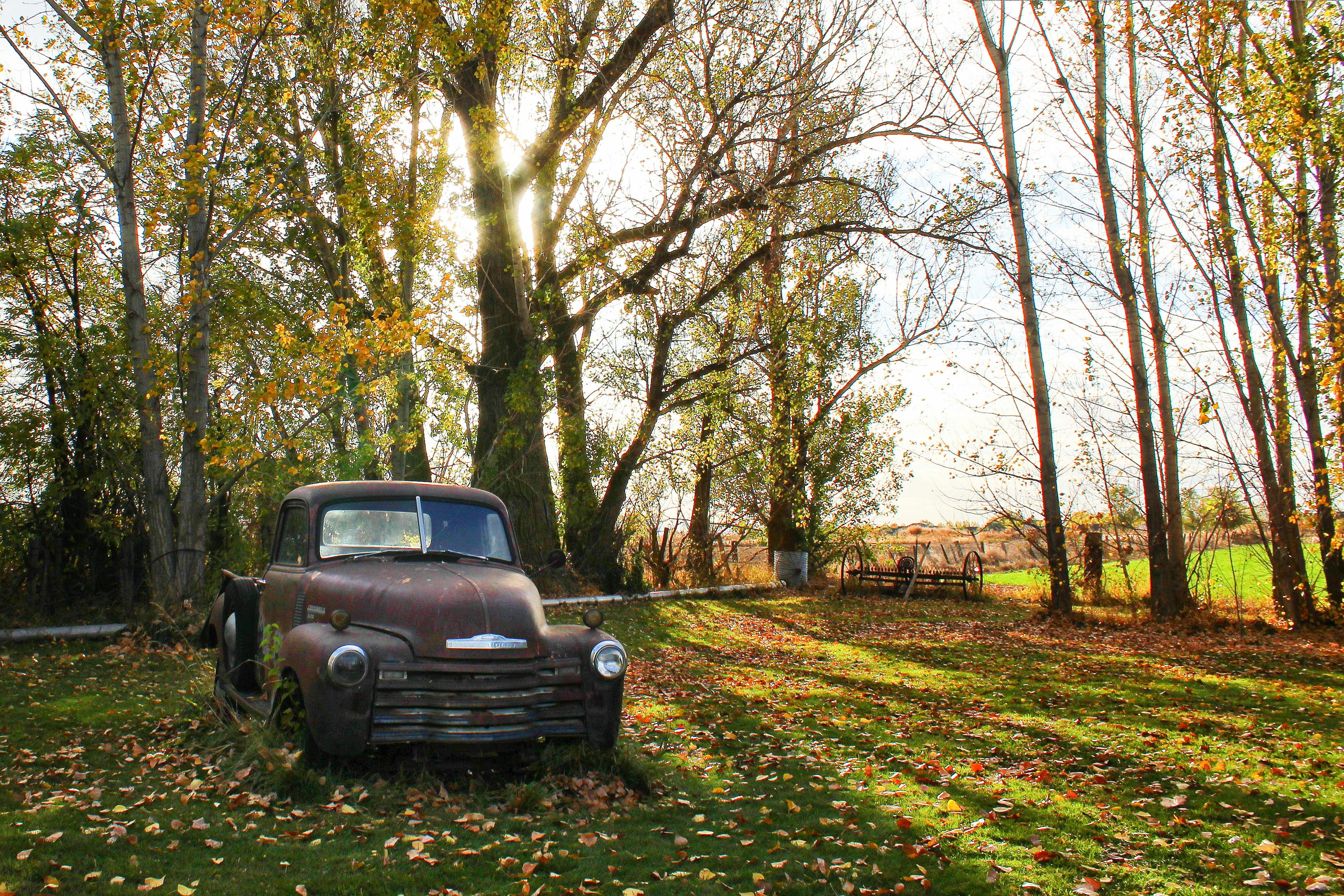 Classic Brown Single Cab Pickup Truck Parked Next to Tall Trees · Free