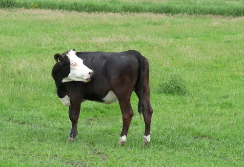 Free stock photo of cow Stock Photo