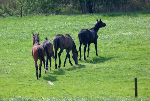 Free stock photo of horses Stock Photo