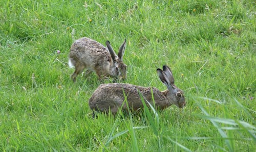 Free stock photo of hares Stock Photo