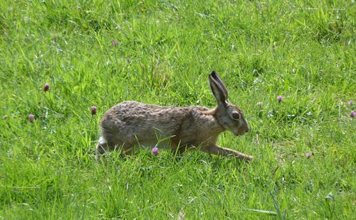 Free stock photo of hare Stock Photo