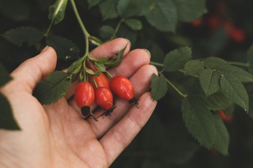 Free Close-up of a hand holding ripe red rose hips among green leaves, showcasing fresh natural produce. Stock Photo
