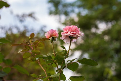 Free Low-Angle Shot of Blooming Pink Roses Stock Photo