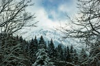 冬季的雪山坐落在巴伐利亚一片密集而霜冻的森林中