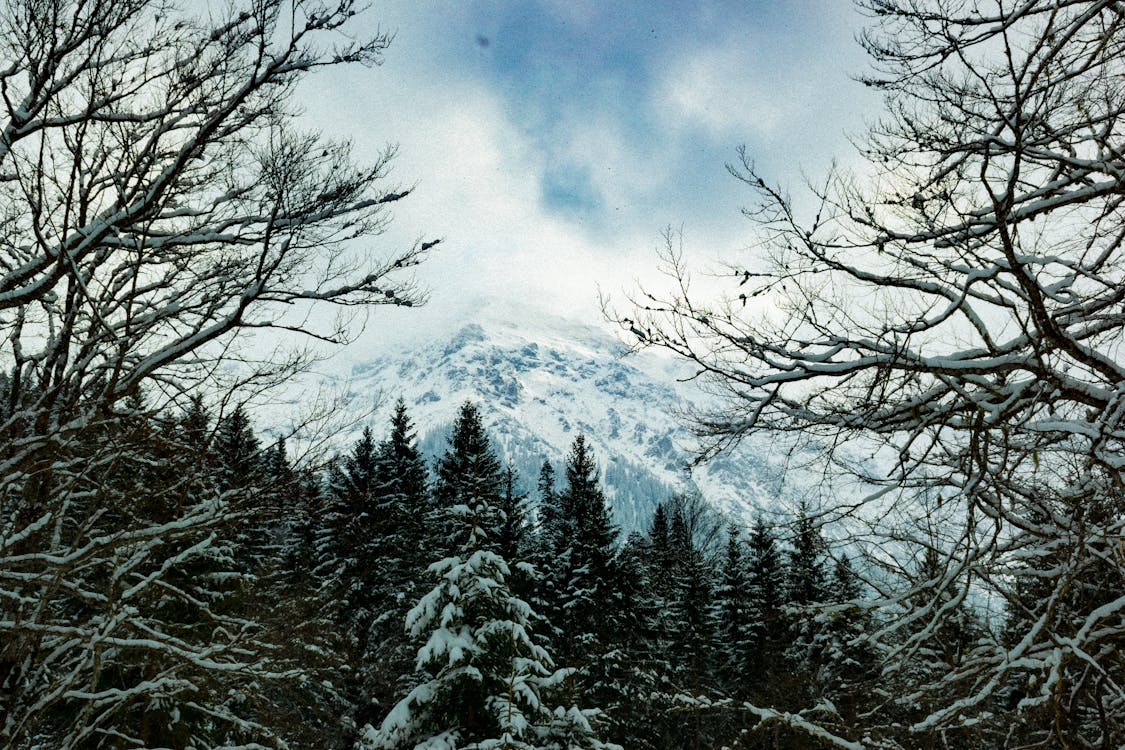 Nahaufnahmefoto Von Schneebedeckten Bäumen