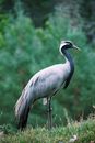 White Stork on Brown Grass