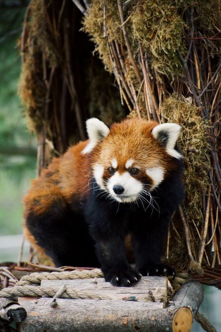 Fotomural Panda rojo descansando sobre una plataforma de madera en un entorno natural.