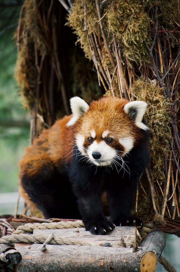 A Red Panda On A Wooden Platform