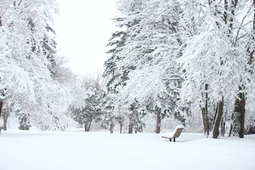 бесплатная Фотография елей, покрытых снегом Стоковое фото