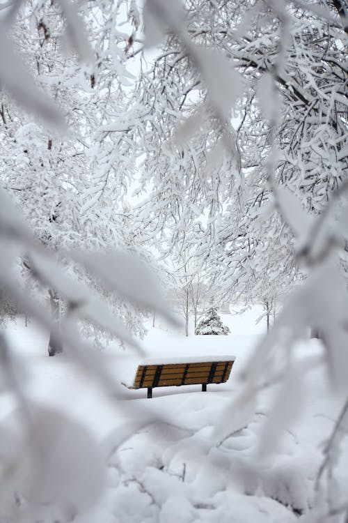 Snow covered forest pathway looking at an empty bench.