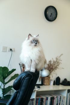 室内，一只蓝眼睛的毛茸茸白色波斯猫栖息在黑色办公椅上