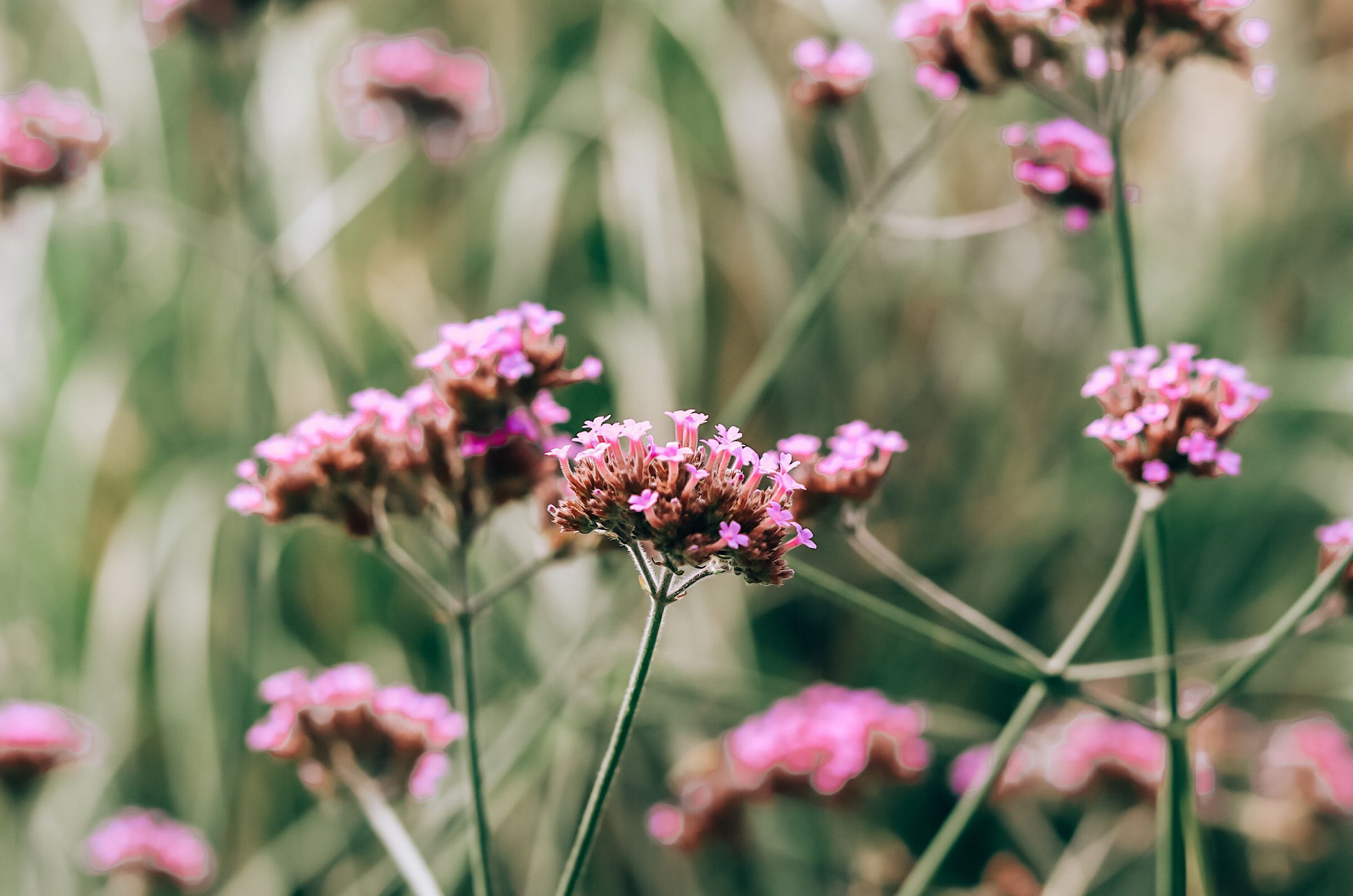 Vervain
