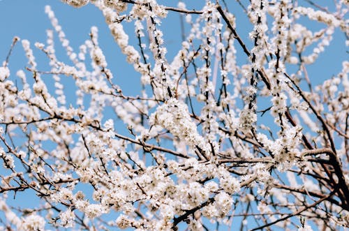 Free Cherry Blossoms in Bloom  Stock Photo
