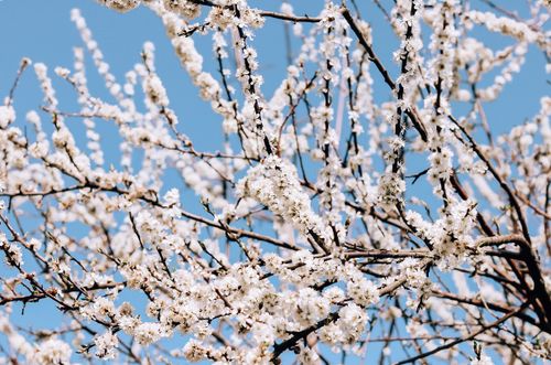 Free Beautiful cherry blossom branches in full bloom against a vibrant blue sky, capturing the essence of spring. Stock Photo