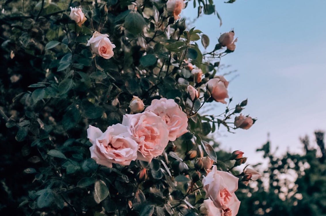 Pink Roses in Bloom · Free Stock Photo