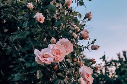 Ingyenes stockfotó közelkép, növényvilág, rózsaszín rózsák témában