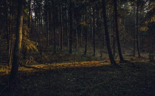 Free Peaceful forest scene with sunlight filtering through trees casting light on the ground. Stock Photo