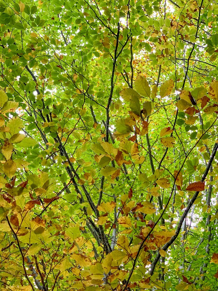 A Tree With Green Leaves