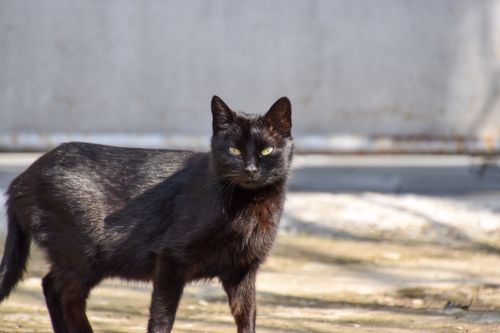 Free A sleek black cat stands alert, captured in a close-up outdoor setting. Stock Photo