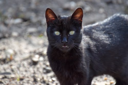 hayvan fotoğrafçılığı, kapatmak, Kara kedi içeren Ücretsiz stok fotoğraf