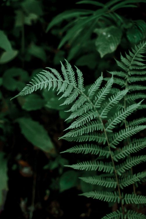 Free Detailed close-up of vibrant green fern leaves showcasing natural beauty in a forest setting. Stock Photo