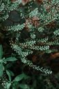 Close Up Photo of a Plant with White Flowers