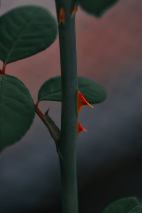 Close-up of Thorns of a Stem