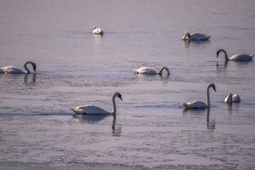 White Swans on Water