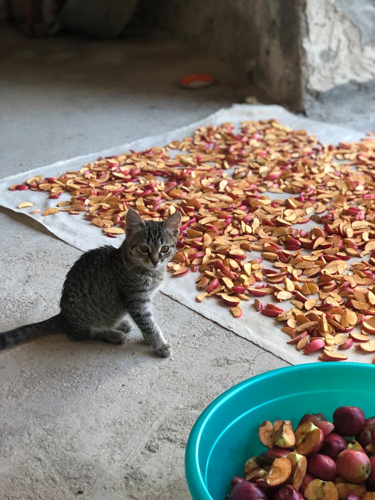 Kitten Sitting By Fabric With Drying Apple Slices