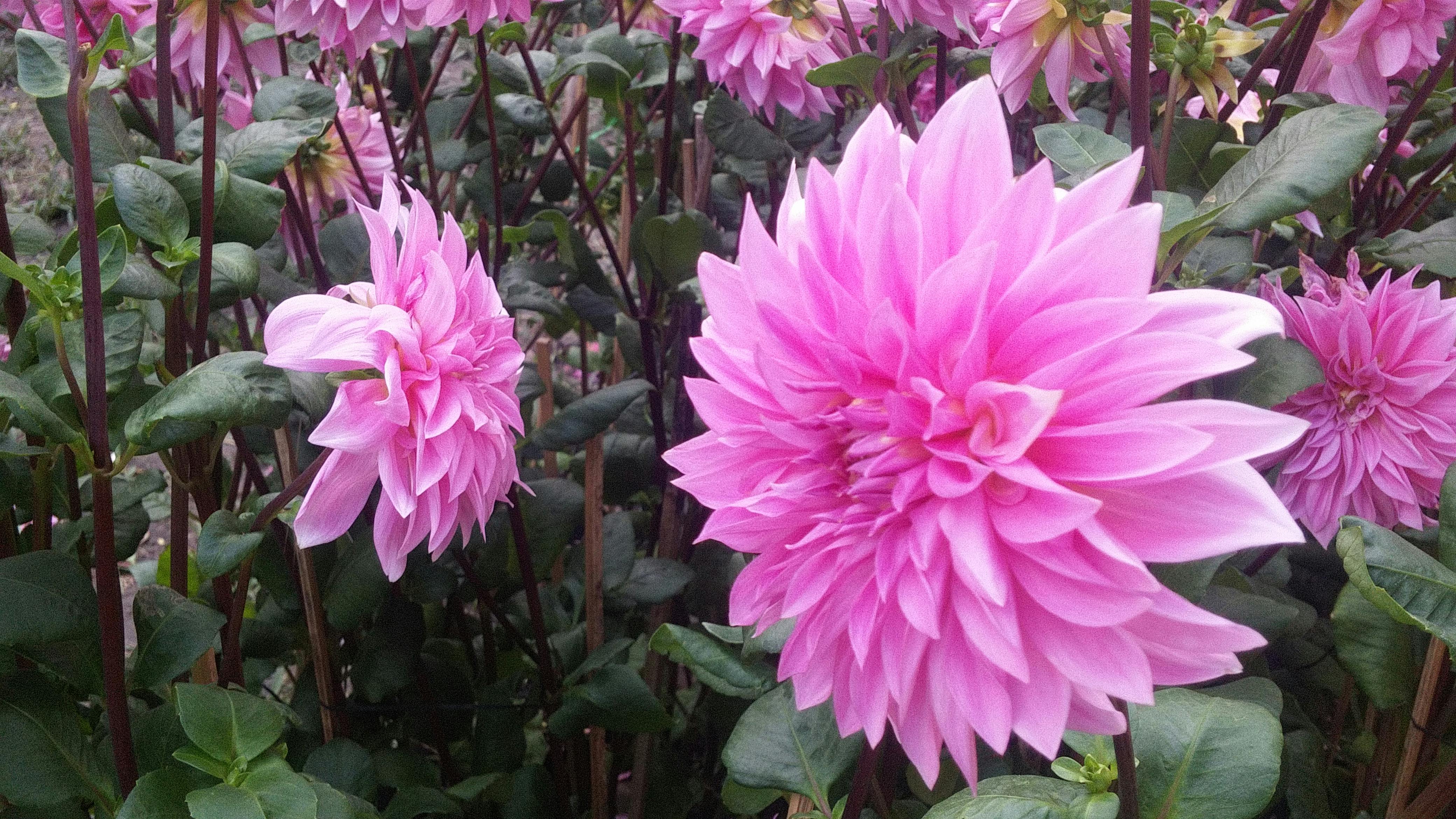 Free stock photo of beautiful flowers dahlia  flower dahlia 