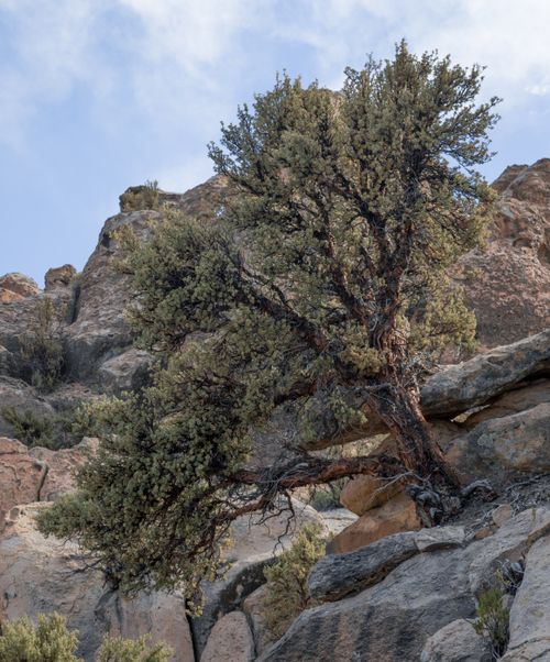 Free A solitary tree clings to rocky slopes under a bright blue sky in La Paz, Bolivia. Stock Photo