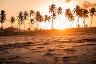 热带海滩上的金色日落点缀着椰子树，投射出温暖的光芒