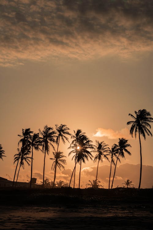 Palm Trees Under Orange Sky