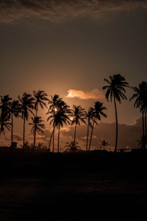 Free Silhouetted palm trees against a vibrant sunset sky creating a serene tropical scene. Stock Photo