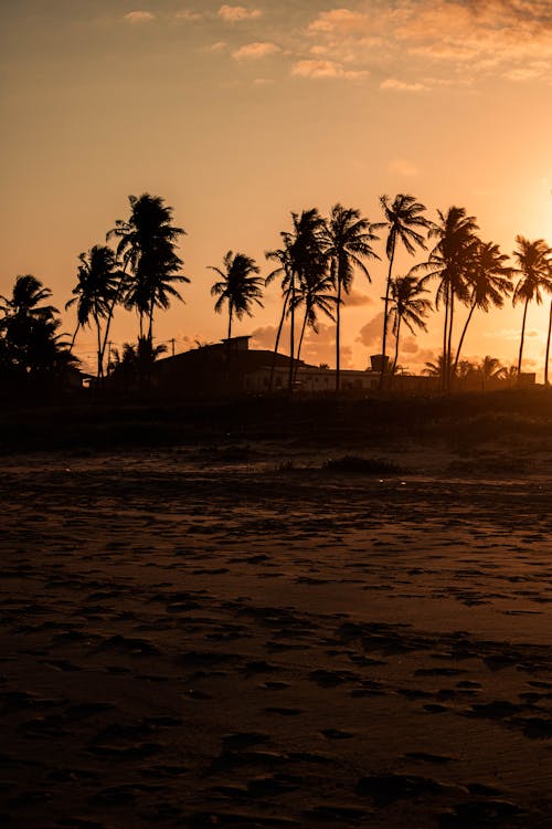 Silhouette of Coconut Trees during Sunset