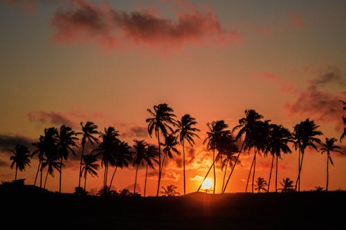 Základová fotografie zdarma na téma kokosové palmy, mávání, moře