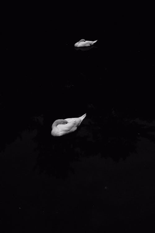 Darmowe zdjęcie z galerii z czarne tło, czarno-biały, czarny