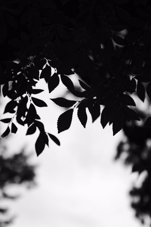 Grayscale Photo of Leaves 
