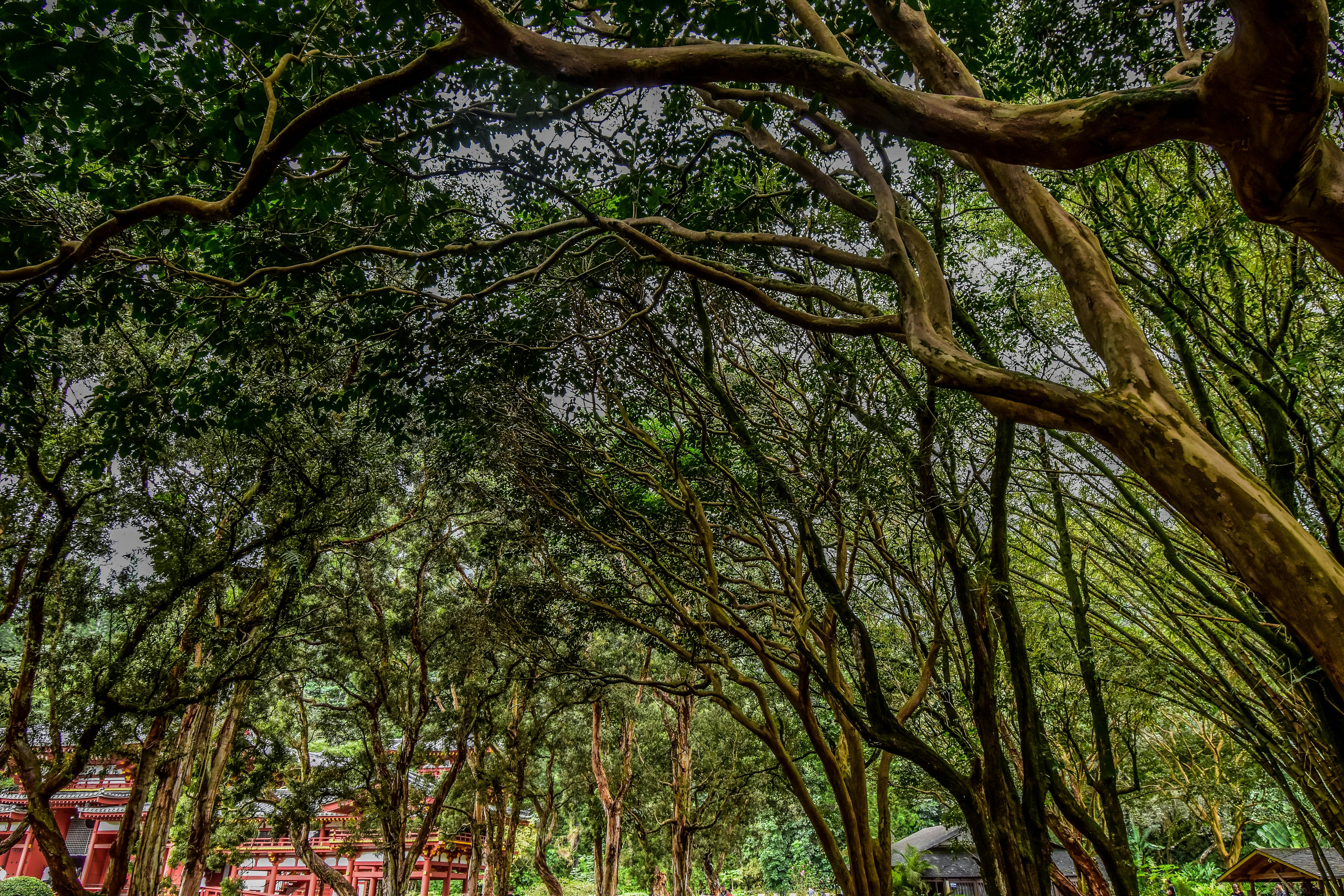 Free stock photo of forest, mother nature, nature