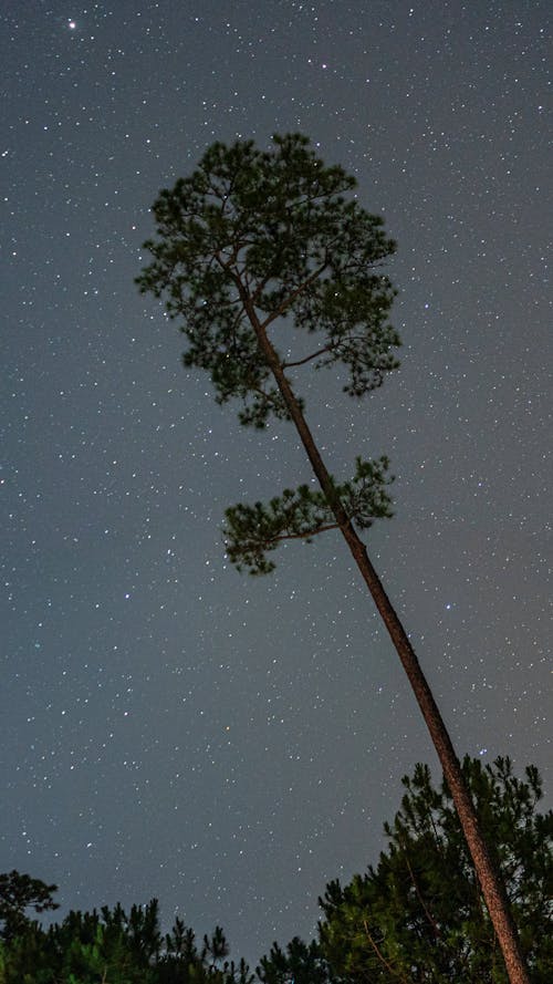 Δωρεάν στοκ φωτογραφιών με αστέρια, δέντρο, κατακόρυφη λήψη Φωτογραφία από στοκ φωτογραφιών