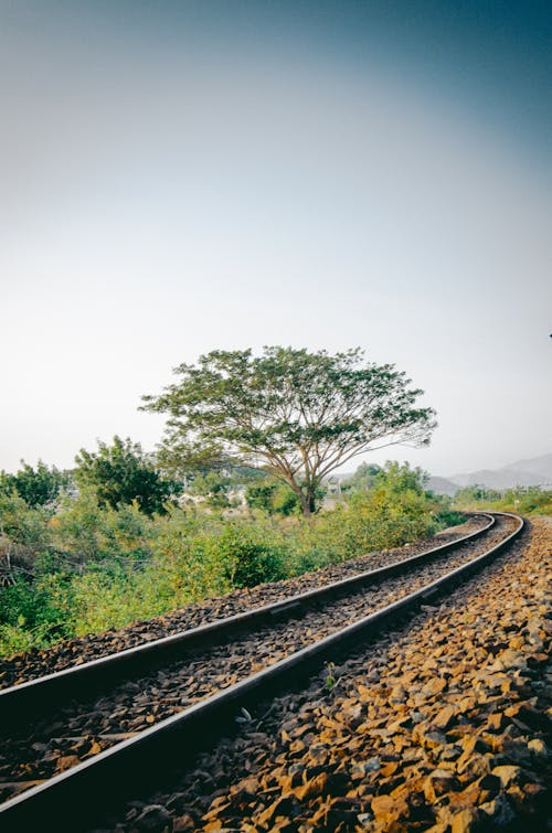 Gratis stockfoto met boom, Bos, buiten