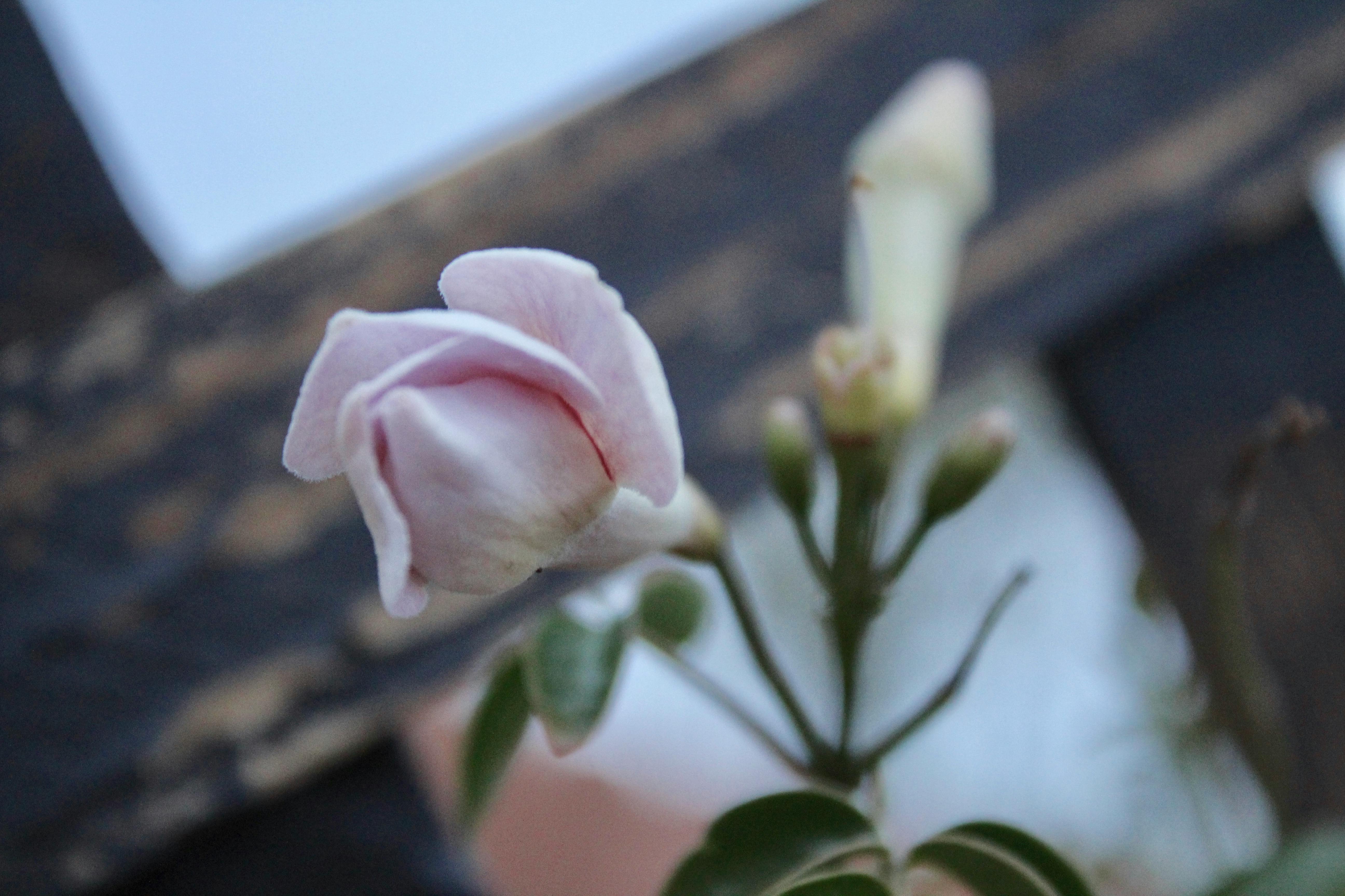 春の花 美しい花 花の無料の写真素材