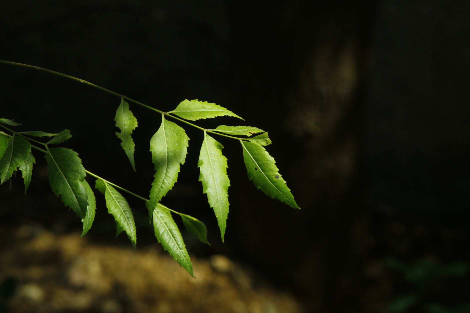 neem, How to Read Neem Labels and Avoid Ineffective or Adulterated Products neem, How to Read Neem Labels and Avoid Ineffective or Adulterated Products