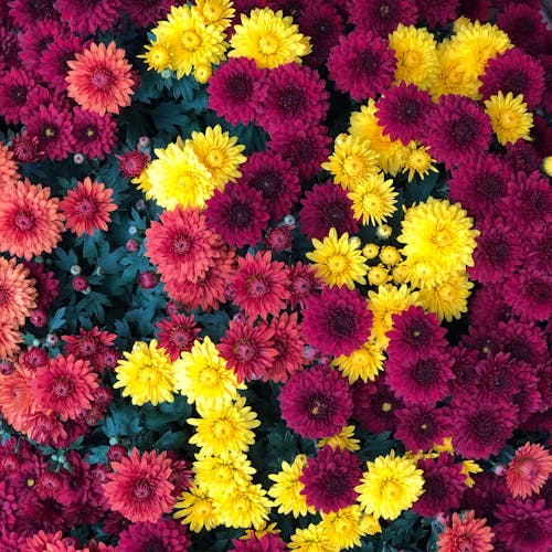 Colorful Chrysanthemum Flowers