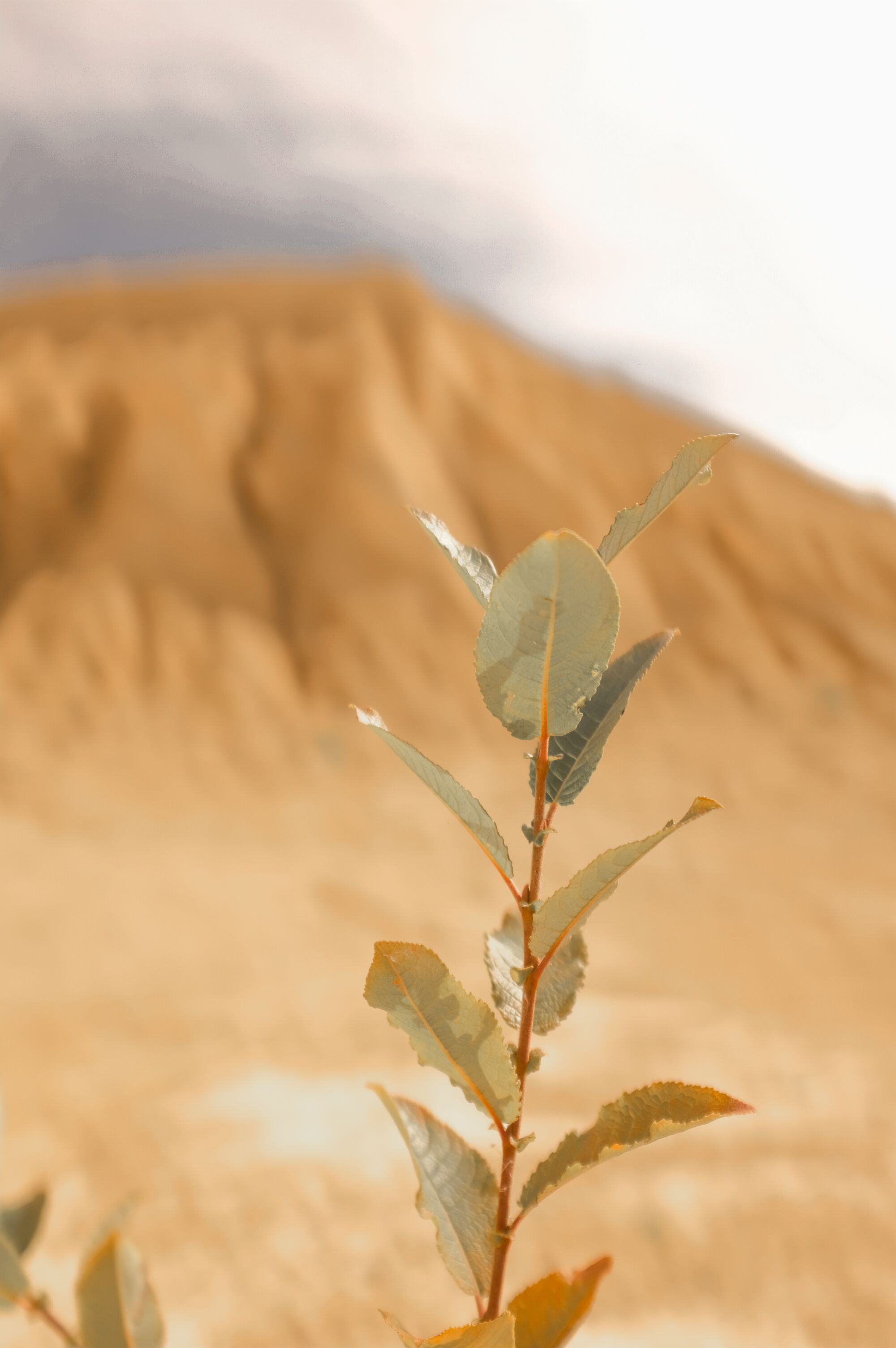 Green Leaf Plant in Close Up Photography · Free Stock Photo