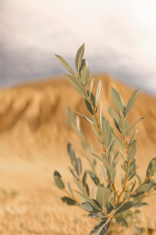 Free A close-up of green desert shrub against arid landscape. Stock Photo